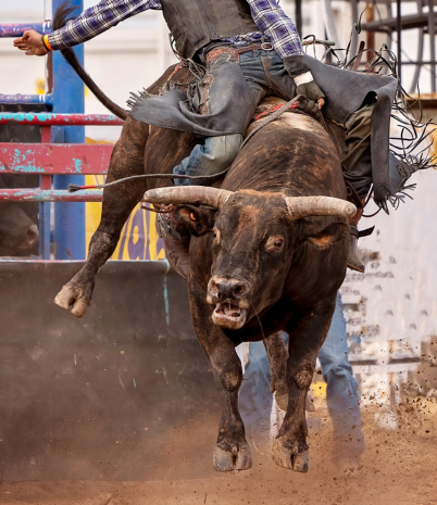 Pro Rodeo Bull Riding