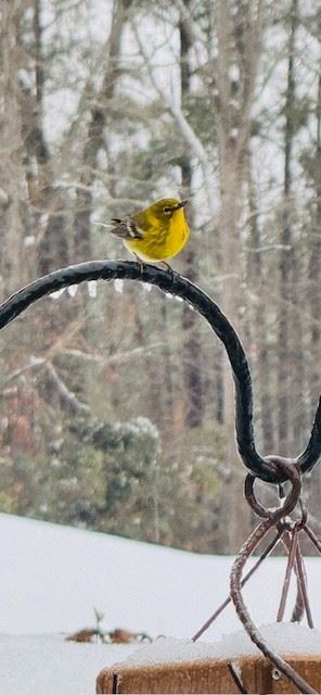 Snow Day in Pelham January 10, 2024