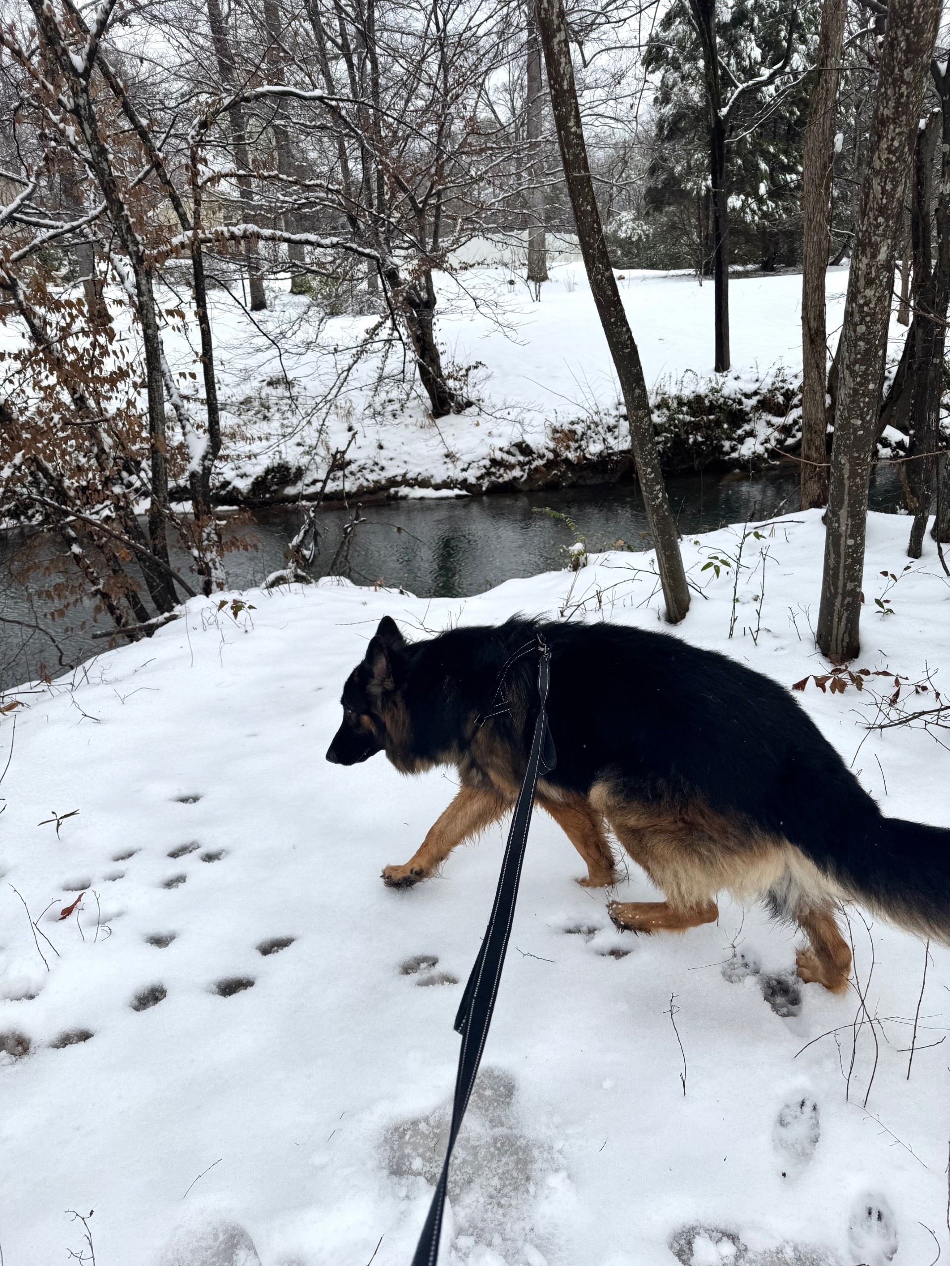 Snow Day in Pelham January 10, 2024